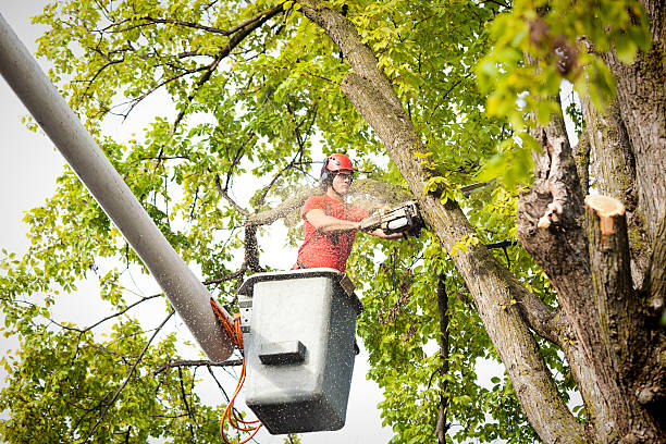 Best Arborist Consultation Services  in Kingstowne, VA