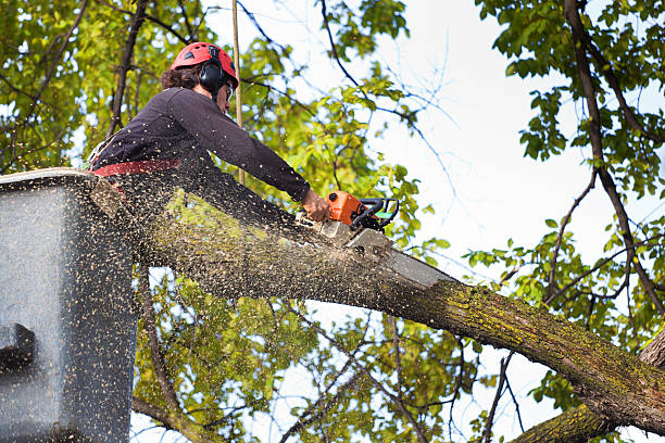 Best Lawn Watering Services  in Kingstowne, VA