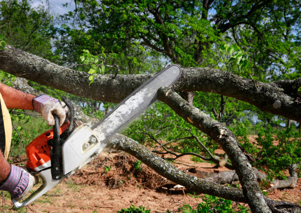 How Our Tree Care Process Works  in  Kingstowne, VA